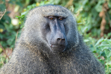 This is a closeup image of a baboons, Lake Manyara National Park, Tanzania