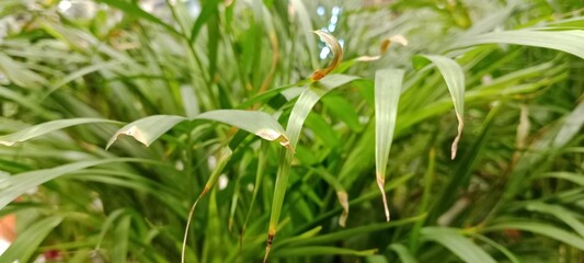 Obraz premium green grass in the wind