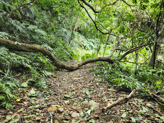 Tree Struck by Lightning Blocks Mountain Trail