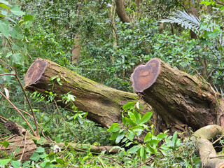 Close-Up of Sawed-Off Trees in the Mountains Showing Annual Rings