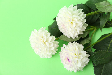 Beautiful white dahlia flowers on green background