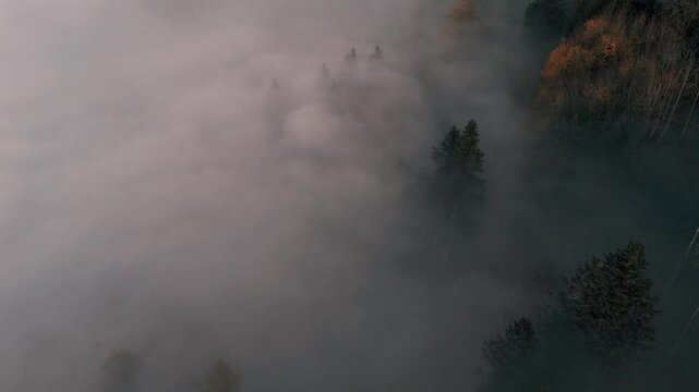Drone flight over a forest landscape. Its autumn and the treetops rise above the fog. Nature is foggy and mystical. The colors are beautiful. The trees are partly bare. Taken in Switzerland, Hinwil.