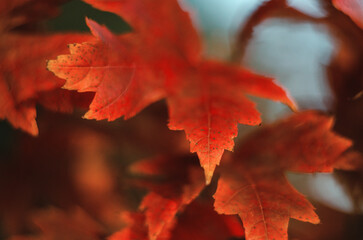 Charming red maple leaves in autumn