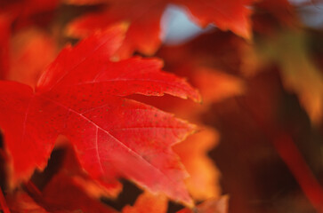 Charming red maple leaves in autumn