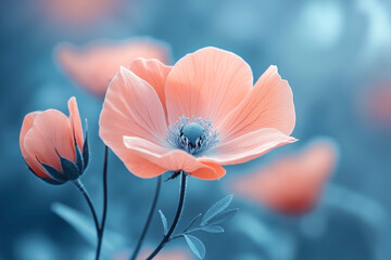 A close up of a pink flower on a blue background