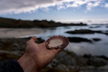 Hand holding scallop shell with calm background