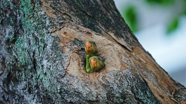 Young Red-breasted Parakeets Nesting In A Tree Cavity - Close Up