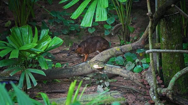 Lesser Mouse Deer Foraging In The Forest. - static shot