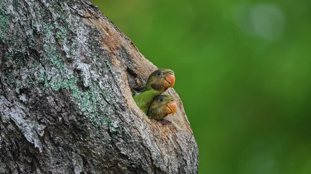 Red-breasted Parakeets At Its Nest Hole In A Tree - Close Up