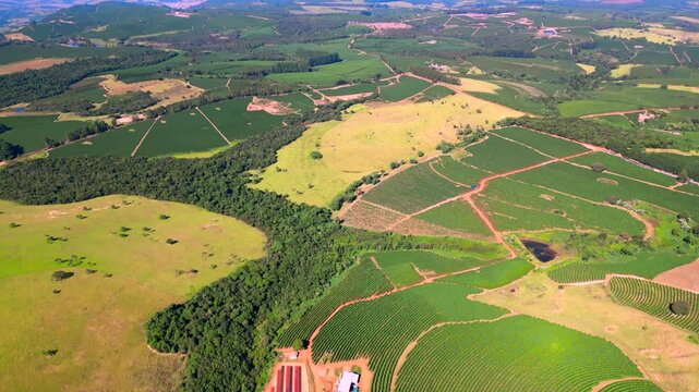 drone view of a coffee field in brazil