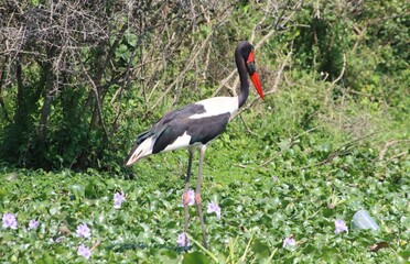 Saddle-billed Stork (Ephippiorhynchus senegalensis), aka Saddlebill, Kazinga Channel, Queens Elizabeth National Park, Uganda, Africa.