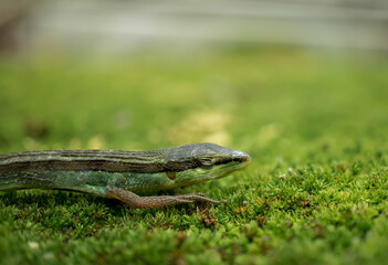 lizard on the grass