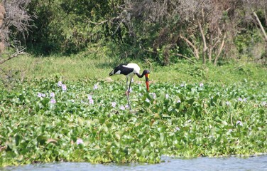 Saddle-billed Stork (Ephippiorhynchus senegalensis), aka Saddlebill, Kazinga Channel, Queens Elizabeth National Park, Uganda, Africa.