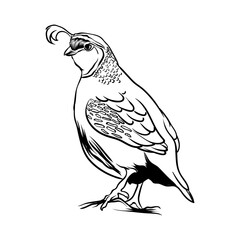 hand drawn quail with white background