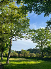 Fototapeta premium 初夏の木漏れ日