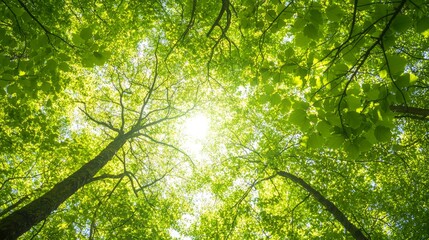 Fototapeta premium Lush Forest Canopy with Sunlight Streaming Through Vibrant Green Leaves - Botanical Beauty from Below