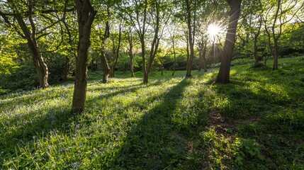 Obraz premium Enchanting Forest at Golden Hour with Sunlight Streaming Through Trees onto Bluebell Carpet and Long Shadows - Ultra-Detailed Nature Scene