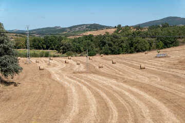 Obraz premium Fardos de feno em um campo agriculta após a colheita que pode ser utilizada como combustível ou para alimentação animal 