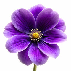 A viola displayed against a white background, highlighting