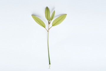 young leaf shoots isolated on white background