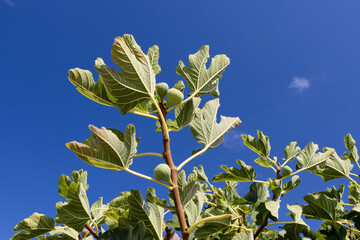 Fig fruits growing on branch against blue sky