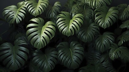 tropical leaves, dark green foliage, abstract nature background