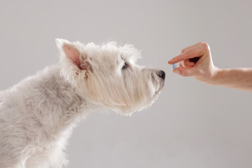 veterinarian giving pill to white dog close up in veterinary clinic, dog treatment