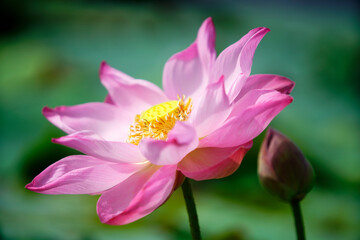 Beautiful Pink Lotus Flower with Green Background
