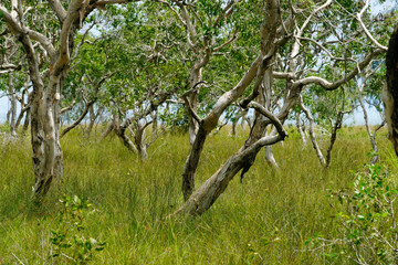 Serene Forest with Unique Tree Shapes in Green Grassland