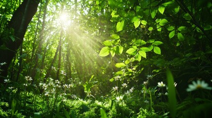 Obraz premium Enchanted Forest Glowing in Sunlight - Lush Greenery, Wildflowers, Mossy Carpet Nature Scene