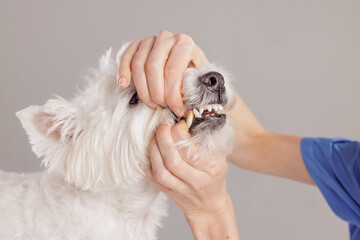Female veterinarian examining the oral health of a West Highland White Terrier on a white background