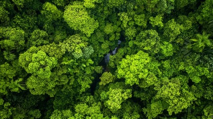 Naklejka premium Majestic Aerial View of Lush Rainforest with Intricate Patterns of Treetops, Rivers, and Colorful Flowers - Ultra-Detailed Nature Landscape Photography
