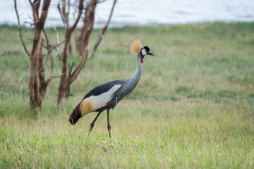 A serene landscape shows a Crowned Crane in a lush green field, Tanzania