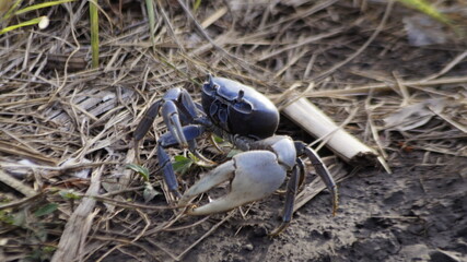 Cangrejo Azul, en la carretera de Veracruz a Montegordo, Casitas, Veracruz, Costa Esmeralda.