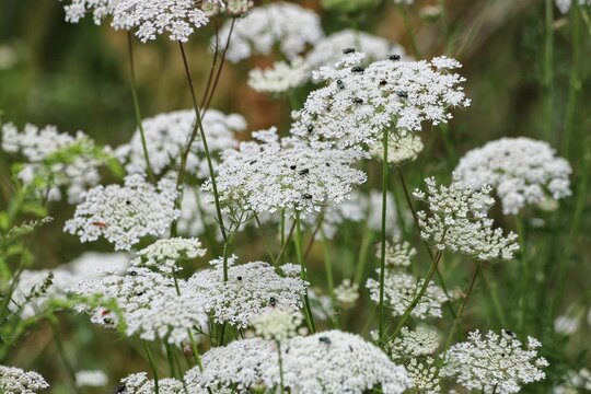 Ammi majus. Bishop's white flower or Queen Anne's lace.