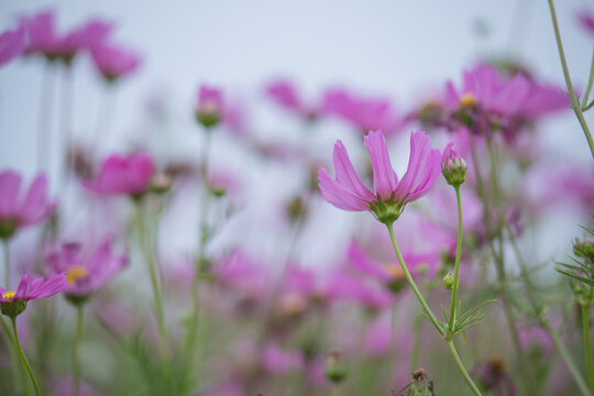 flowers in the field