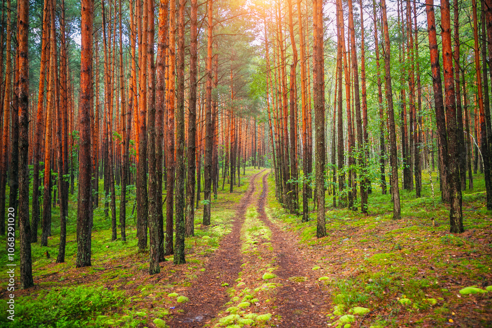 Poster a spectacular forest with red pines and a footpath covered with green moss.