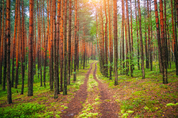 Fototapety na wymiar - Fototapeta24.pl