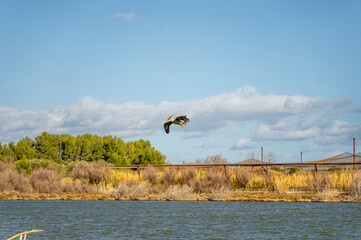 Pelican flying over a lake illuminated by the sunset light with trees and white clouds in the sky.