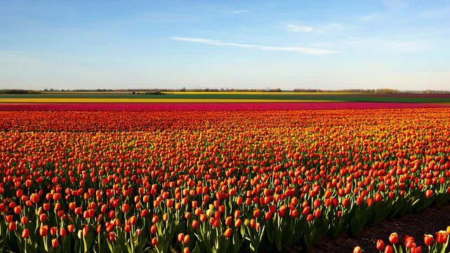 Sweeping pan video of a colorful tulip field in bright daylight, creating a natural patchwork quilt across the landscape