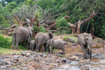 Fototapeta premium Large herd of elephants is standing next to a river, Lake Manyara Park, Tanzania
