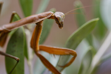 迫力あるカマキリのクローズアップ02