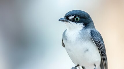 gray and white bird with green eyes on a neutral light background