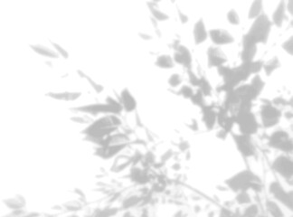 The shadow of many tree leaves on a white wall. Black and white image for photo overlay or mockup