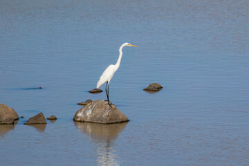 An Eastern Great Egret stands on a rock and looks intently at the water for prey fish in the Darling River at Lake Pamamaroo in the Menindee Lake system in New South Wales, Australia.