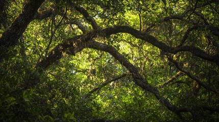 Nature's Intricate Beauty: Close-up of Textured Tree Bark and Moss in Forest with Play of Light and Shadow