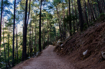 footpath in the forest
