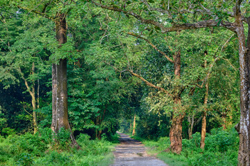 Forest safari track at Manas Tiger Reserve, Assam, India