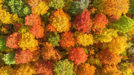 Enchanting Aerial View of Autumn Forest Canopy with Vibrant Colors and Sunlight Filtering Through, Ultra-Detailed Natural Background