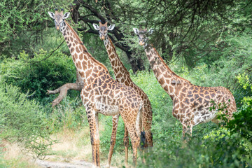 Giraffe is standing among the trees, gazing, Lake Manyara Park, Tanzania